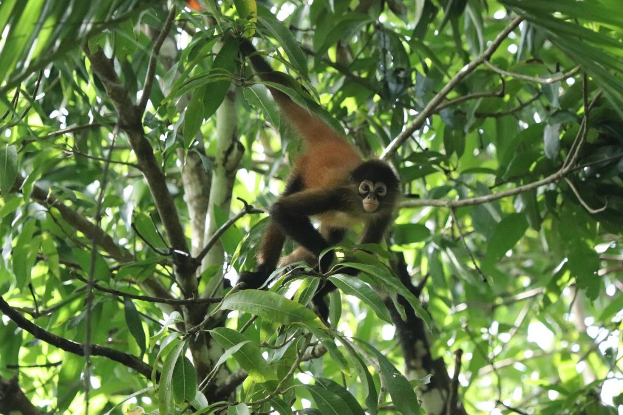Four Monkeys Eco Lodge Jungle & Beach - The House Cabo Matapalo Экстерьер фото