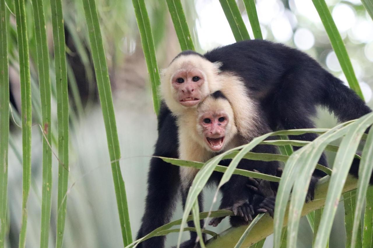 Four Monkeys Eco Lodge Jungle & Beach - The House Cabo Matapalo Экстерьер фото