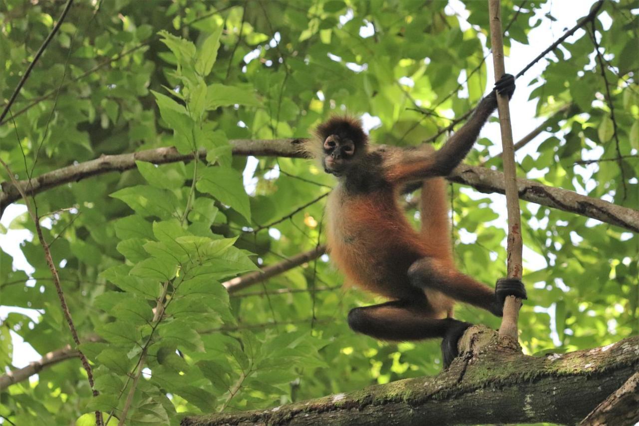Four Monkeys Eco Lodge Jungle & Beach - The House Cabo Matapalo Экстерьер фото