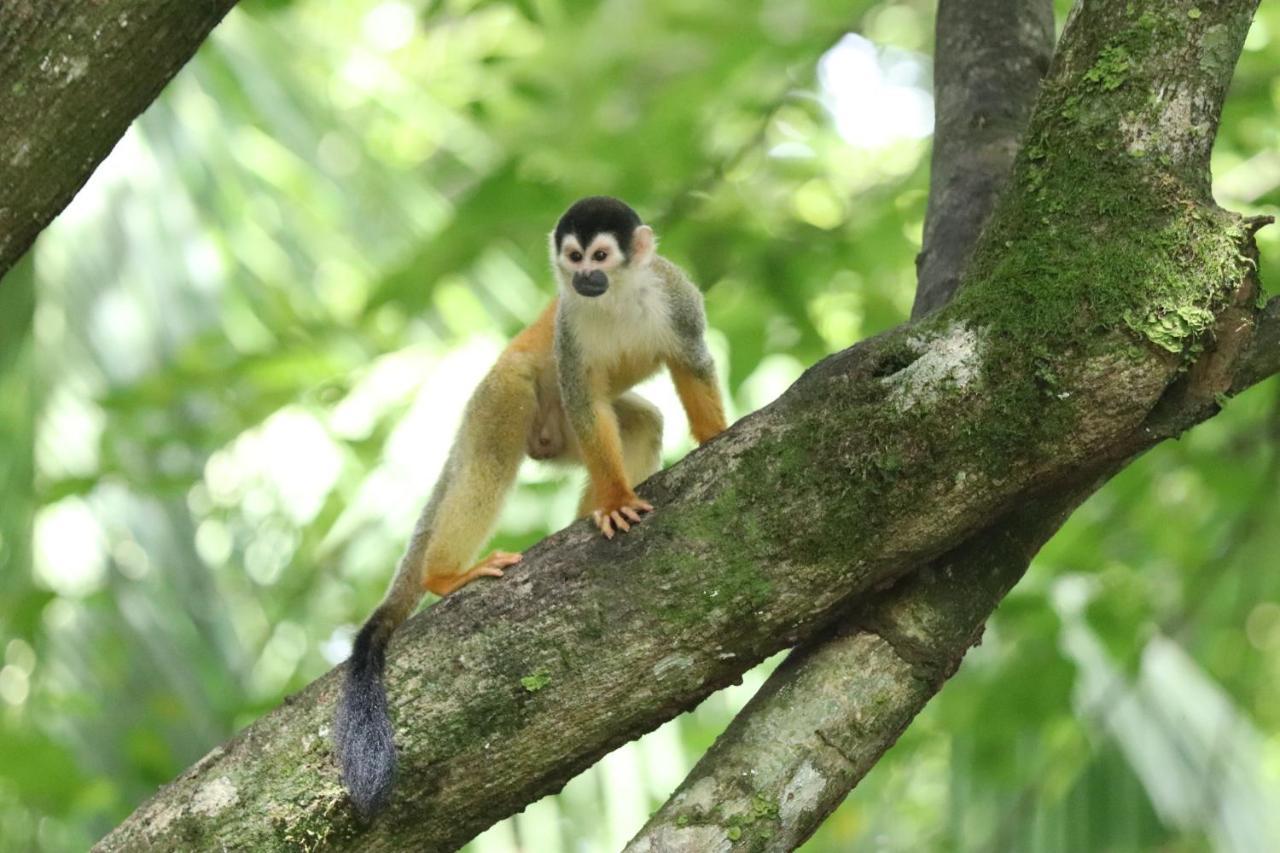Four Monkeys Eco Lodge Jungle & Beach - The House Cabo Matapalo Экстерьер фото